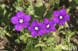 Klein spiegelklokje (Legousia hybrida) 