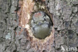 Lesser Spotted Woodpecker (Picoides minor)