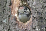 Kleine Bonte Specht (Picoides minor)