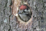 Kleine Bonte Specht (Picoides minor)