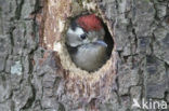 Kleine Bonte Specht (Picoides minor)