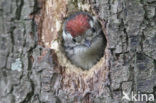 Kleine Bonte Specht (Picoides minor)