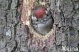 Lesser Spotted Woodpecker (Picoides minor)