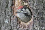 Kleine Bonte Specht (Picoides minor)