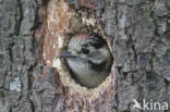 Kleine Bonte Specht (Picoides minor)