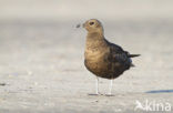 Parasitic Jaeger (Stercorarius parasiticus)