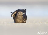 Parasitic Jaeger (Stercorarius parasiticus)