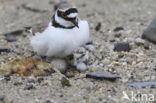 Kleine Plevier (Charadrius dubius)