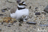 Kleine Plevier (Charadrius dubius)