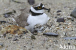 Kleine Plevier (Charadrius dubius)