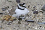 Kleine Plevier (Charadrius dubius)