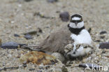 Kleine Plevier (Charadrius dubius)