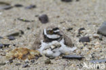 Little Ringed Plover (Charadrius dubius)