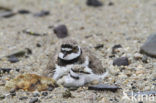 Kleine Plevier (Charadrius dubius)