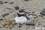 Little Ringed Plover (Charadrius dubius)