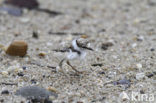 Little Ringed Plover (Charadrius dubius)