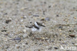 Little Ringed Plover (Charadrius dubius)