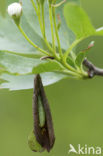 Kleine wintervlinder (Operophtera brumata)