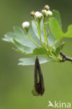 Kleine wintervlinder (Operophtera brumata)