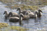 Knobbelzwaan (Cygnus olor)