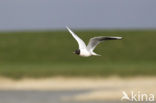 Black-headed Gull (Larus ridibundus)