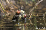 Koolmees (Parus major)