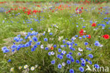 Korenbloem (Centaurea cyanus) 