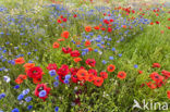 Cornflower (Centaurea cyanus)