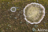 Lichen