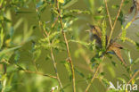 Eurasian River Warbler (Locustella fluviatilis)