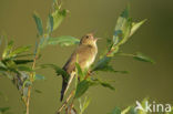 Krekelzanger (Locustella fluviatilis)