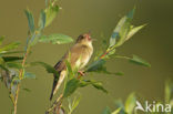 Krekelzanger (Locustella fluviatilis)