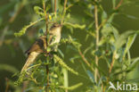 Eurasian River Warbler (Locustella fluviatilis)