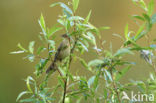 Eurasian River Warbler (Locustella fluviatilis)