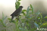 Krekelzanger (Locustella fluviatilis)