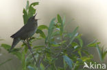 Eurasian River Warbler (Locustella fluviatilis)