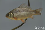 Crucian Carp (Carassius carassius)