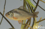 Kroeskarper (Carassius carassius) 