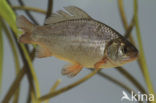 Kroeskarper (Carassius carassius) 