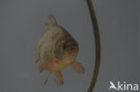 Crucian Carp (Carassius carassius)