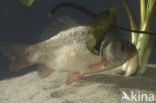Crucian Carp (Carassius carassius)
