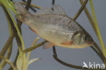 Kroeskarper (Carassius carassius) 