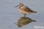 Krombekstrandloper (Calidris ferruginea)