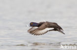 Tufted Duck (Aythya fuligula)