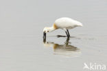 Eurasian Spoonbill (Platalea leucorodia)