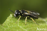 Lindenius albilabris