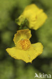 Yellow Bladderwort (Utricularia australis)