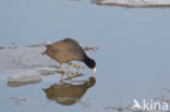 Meerkoet (Fulica atra)