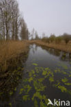 Nationaal Park de Biesbosch