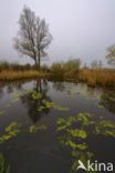 Nationaal Park de Biesbosch